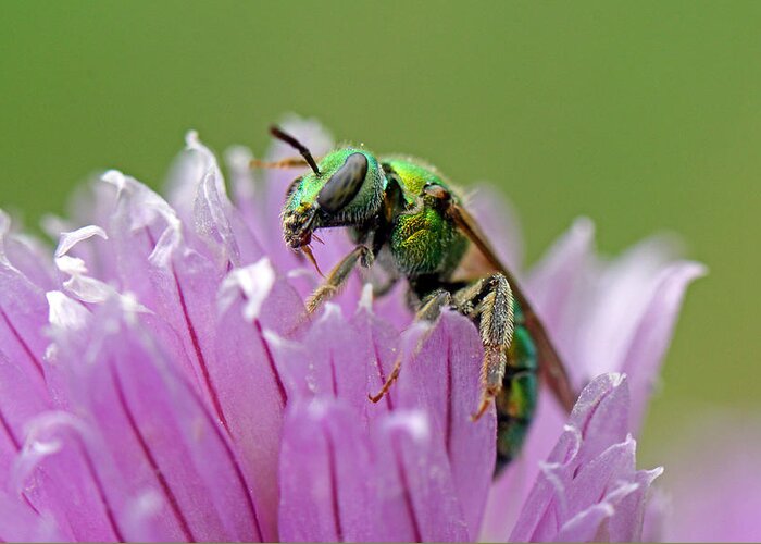 Insects Greeting Card featuring the photograph Green Envy by Jennifer Robin