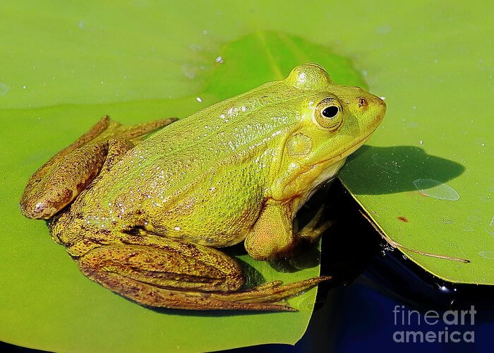 Frogs Greeting Card featuring the photograph Green Frog 2 by Amanda Mohler