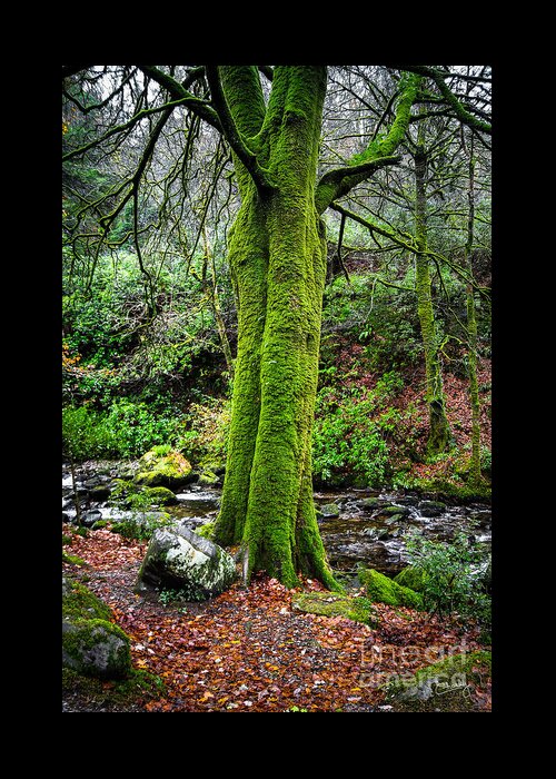 Green Moss Greeting Card featuring the photograph Green Green Moss by Imagery by Charly