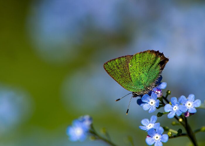 Green Hairstreak Greeting Card featuring the photograph Green Hairstreak by Torbjorn Swenelius