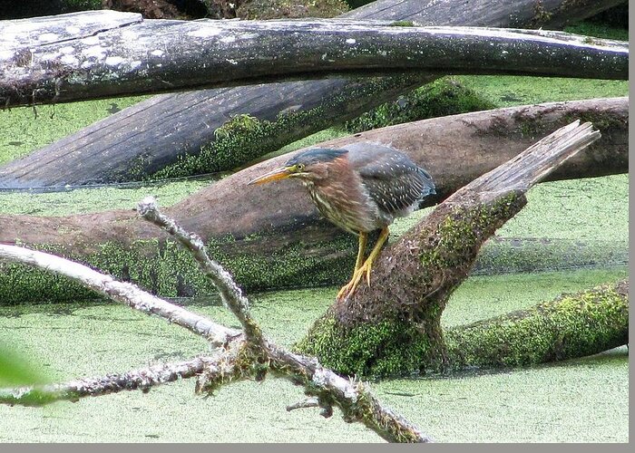 Bird Greeting Card featuring the photograph Green Heron - camouflage by I'ina Van Lawick