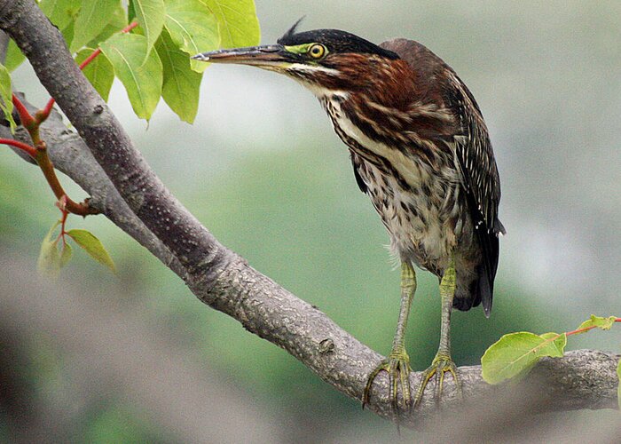 Wildlife Greeting Card featuring the photograph Green Heron in Sumac by William Selander
