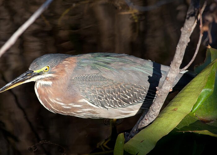 Heron Greeting Card featuring the photograph Green Heron in the Everglades by Natural Focal Point Photography