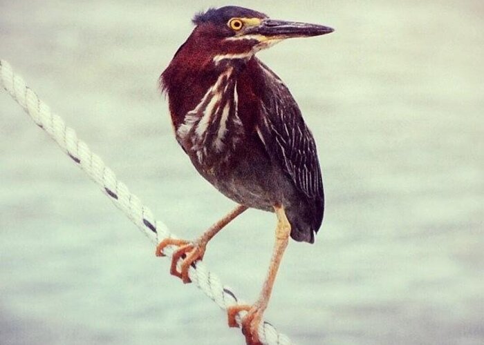 Mextures Greeting Card featuring the photograph Green Heron by Jayna Wallace