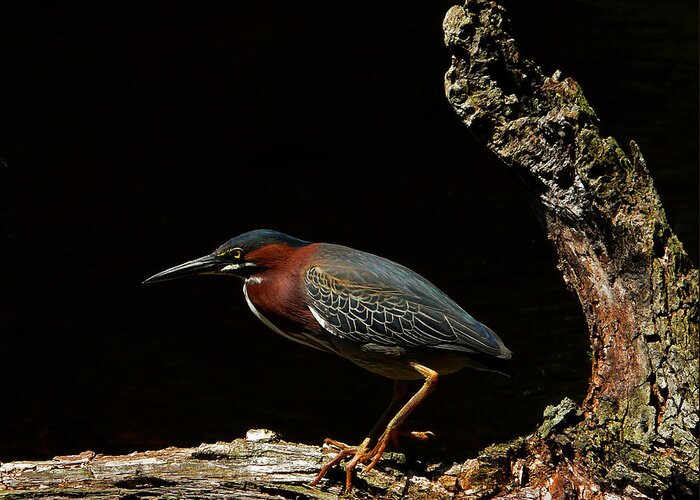 Green Heron Greeting Card featuring the photograph Green Heron by Stuart Harrison