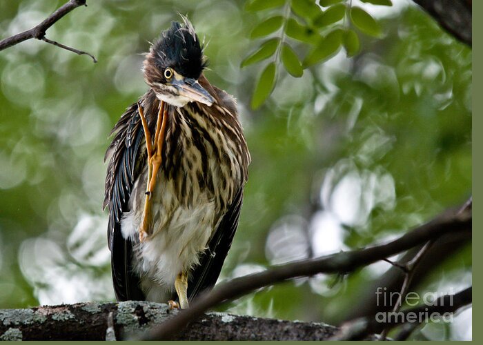 Green Heron Greeting Card featuring the photograph Green Heron Waves Hello by Cheryl Baxter