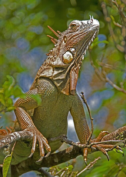 Costa Rica Greeting Card featuring the photograph Green Iguana by Dennis Cox