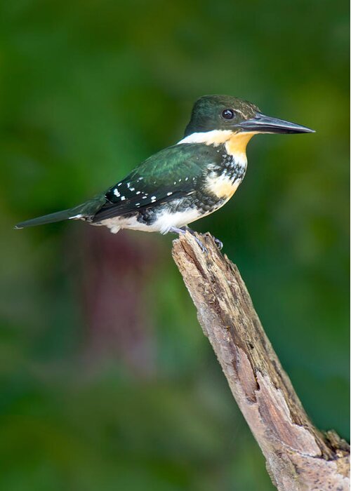 Photography Greeting Card featuring the photograph Green Kingfisher Chloroceryle by Panoramic Images