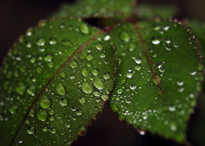  Leaves Greeting Card featuring the photograph Green Leaves by Dragan Kudjerski