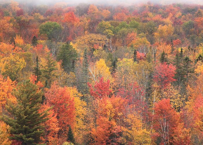 Autumn Greeting Card featuring the photograph Green Mountain Fall Foliage by John Burk