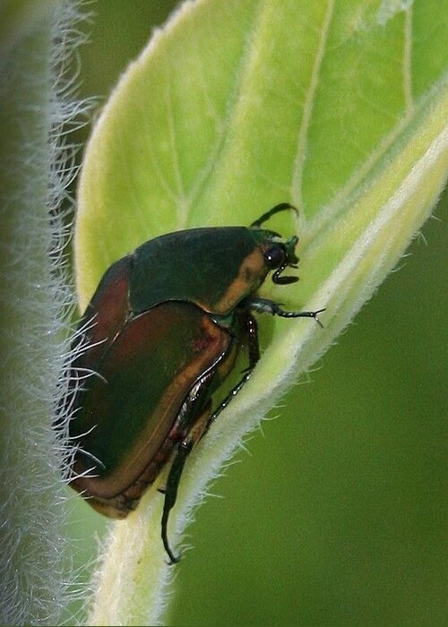 Bug Greeting Card featuring the photograph Green on Green by Karen Harrison Brown