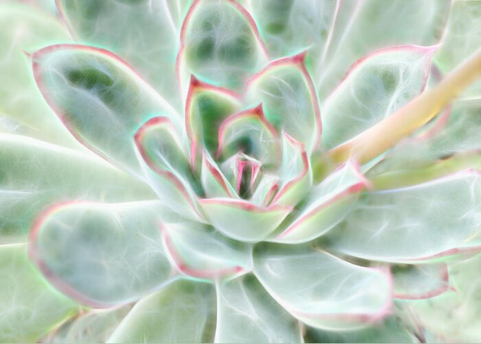 Succulent Greeting Card featuring the photograph Green Pink Succulent Glow by Beth Venner