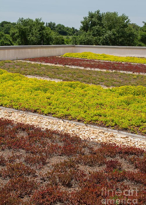 Rooftop Garden Greeting Card featuring the photograph Living Roof Garden by Chris Scroggins