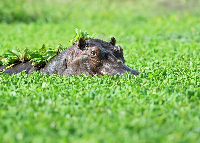 Hippo Greeting Card featuring the photograph Green Sea by Marco Pozzi