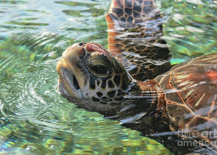 Turtle Greeting Card featuring the photograph Green Sea Turtle by Al Andersen