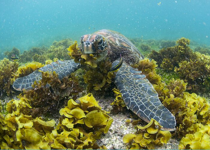 536797 Greeting Card featuring the photograph Green Sea Turtle Eating Seaweed by Tui De Roy