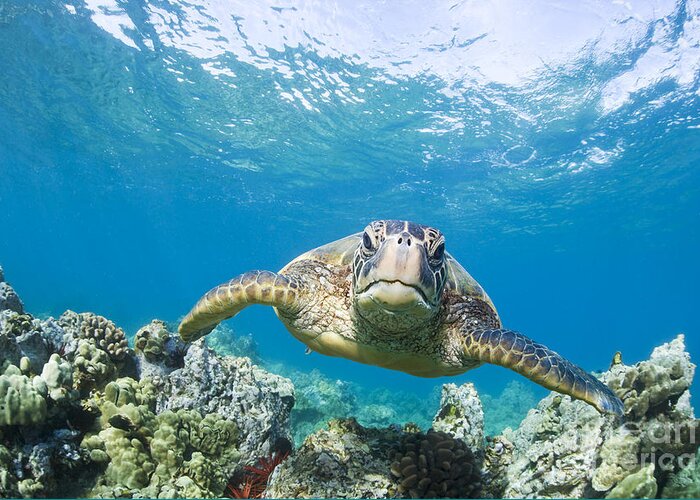 Animal Greeting Card featuring the photograph Green Sea Turtle over Reef by M Swiet Productions