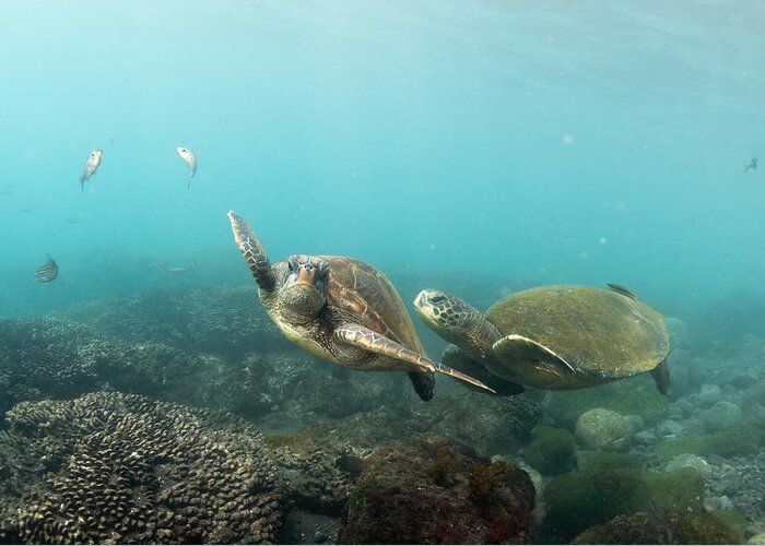 536793 Greeting Card featuring the photograph Green Sea Turtle Pair Galapagos Islands by Tui De Roy