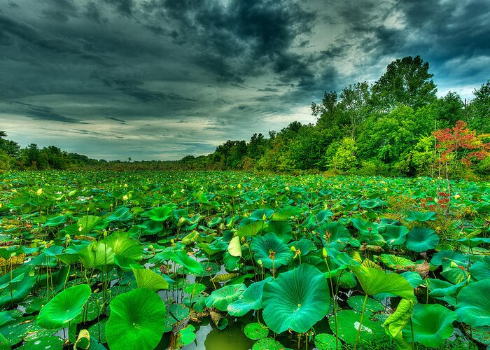 Swamp Greeting Card featuring the photograph Green Swamped by Brett Engle