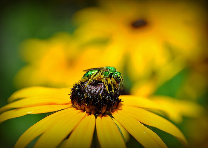 Bee Greeting Card featuring the photograph Green Sweat Bee by Kelly Nowak