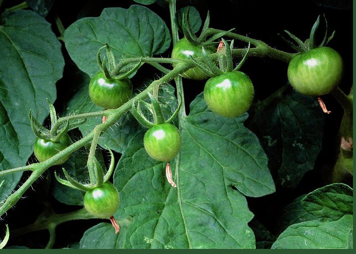 Lycopersicon Esculentum. Greeting Card featuring the photograph Green Tomatoes On The Vine by Anthony Cooper/science Photo Library