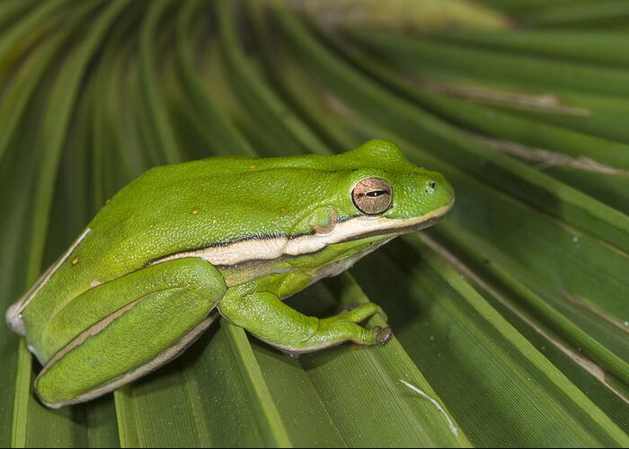 Pete Oxford Greeting Card featuring the photograph Green Tree Frog Little St Simons Island by Pete Oxford