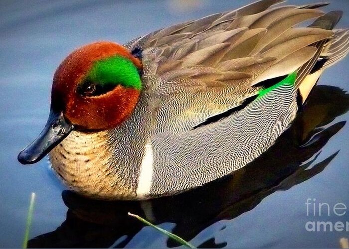 Bird Refuge Green Winged Teal Male Duck Greeting Card featuring the photograph Green Winged Teal Duck by Susan Garren