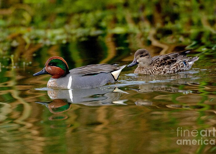 Fauna Greeting Card featuring the photograph Green-winged Teal Pair by Anthony Mercieca