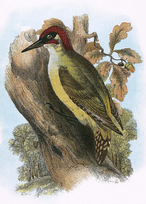 British Birds Greeting Card featuring the photograph Green Woodpecker by English School