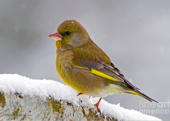 Greenfinch Greeting Card featuring the photograph Greenfinch by Torbjorn Swenelius