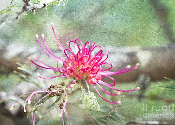 Flowers Pink Greeting Card featuring the photograph Grevillea by Linda Lees