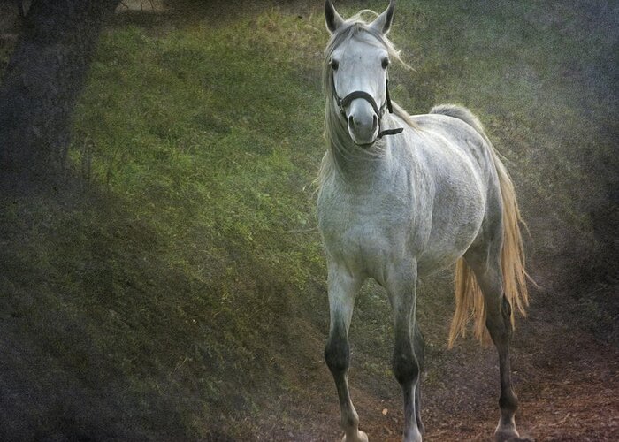 Horse Greeting Card featuring the photograph Grey Arabian Horse Walking by Christiana Stawski