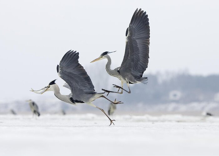 Feb0514 Greeting Card featuring the photograph Grey Heron Pair Fighting Over Fish by Konrad Wothe