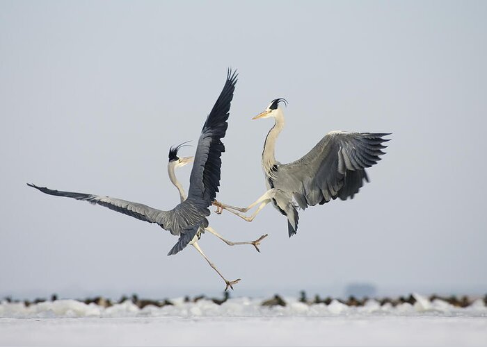 Feb0514 Greeting Card featuring the photograph Grey Herons Fighting Germany by Konrad Wothe