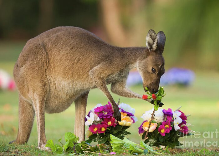 00451879 Greeting Card featuring the photograph Grey Kangaroo Eating Graveyard Flowers by Yva Momatiuk and John Eastcott