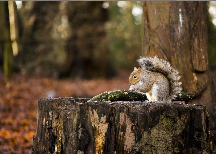Squirrel Greeting Card featuring the photograph Grey Squirrel on a Stump by Spikey Mouse Photography