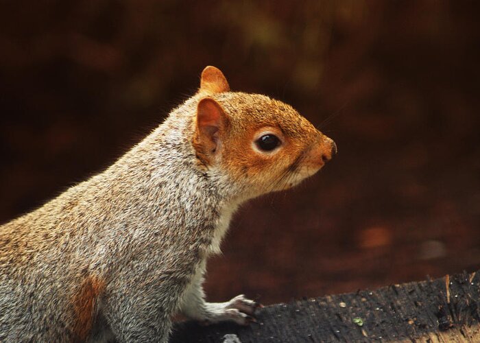 Grey Squirrel Greeting Card featuring the photograph Grey squirrel by Ron Roberts