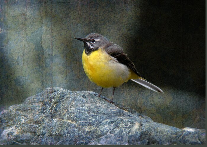 Animal Greeting Card featuring the photograph Grey wagtail Motacilla cinerea by Perry Van Munster