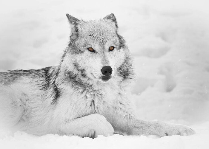 Grey Wolf In Snow With Eye Glow Greeting Card