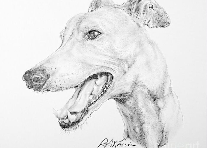 Greyhound Drawing by Roy Anthony Kaelin