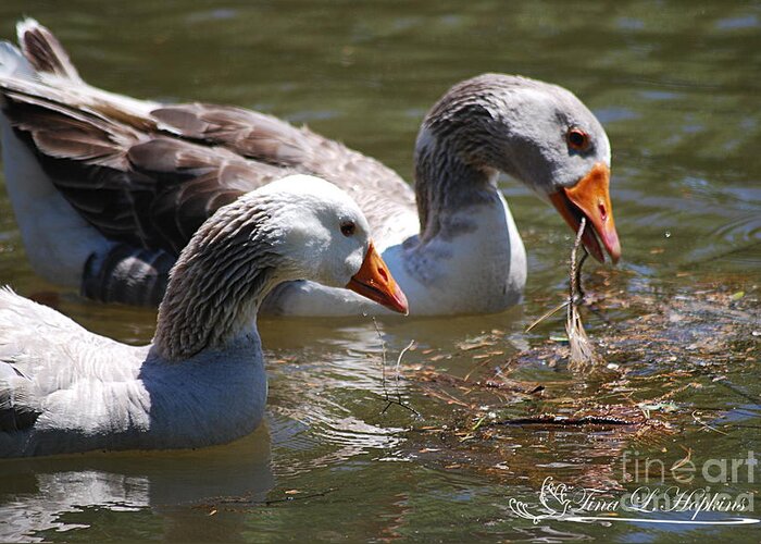 Geese Greeting Card featuring the photograph Greylag Geese 20130512_64 by Tina Hopkins