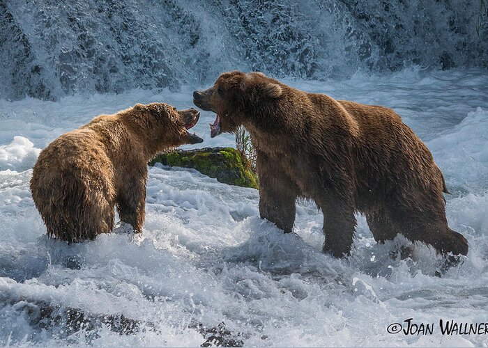 Alaska Greeting Card featuring the photograph Grizzlies Fighting by Joan Wallner