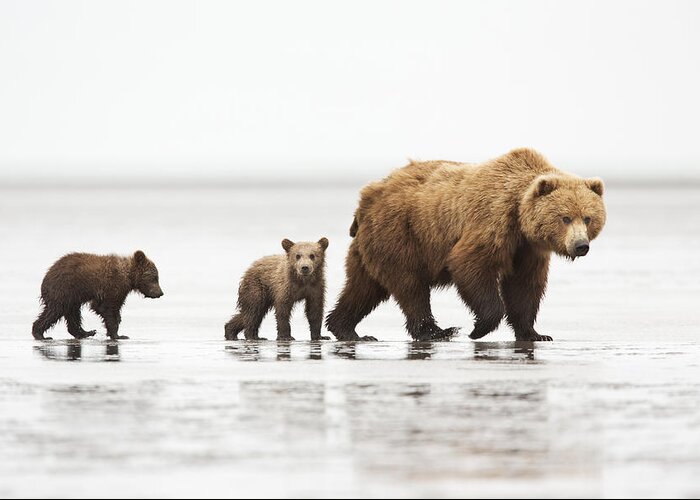 Richard Garvey-williams Greeting Card featuring the photograph Grizzly Bear Mother And Cubs Lake Clark by Richard Garvey-Williams