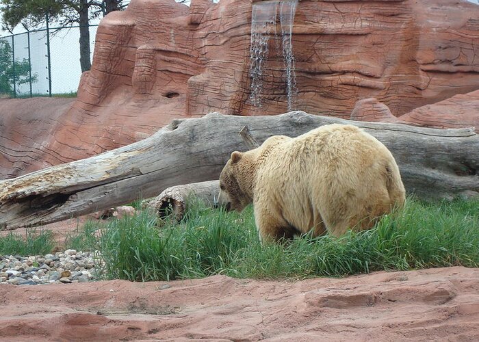 Grizzly Bear Greeting Card featuring the photograph Grizzly Bear by Susan Woodward