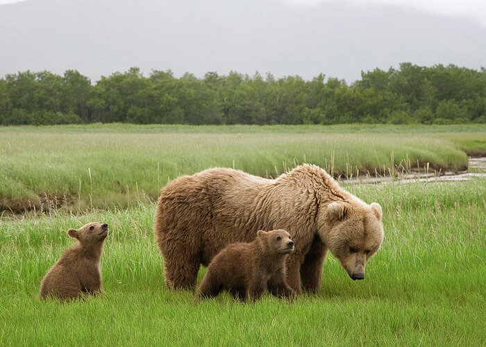 00437051 Greeting Card featuring the photograph Grizzly Bear with Spring Cubs by Matthias Breiter