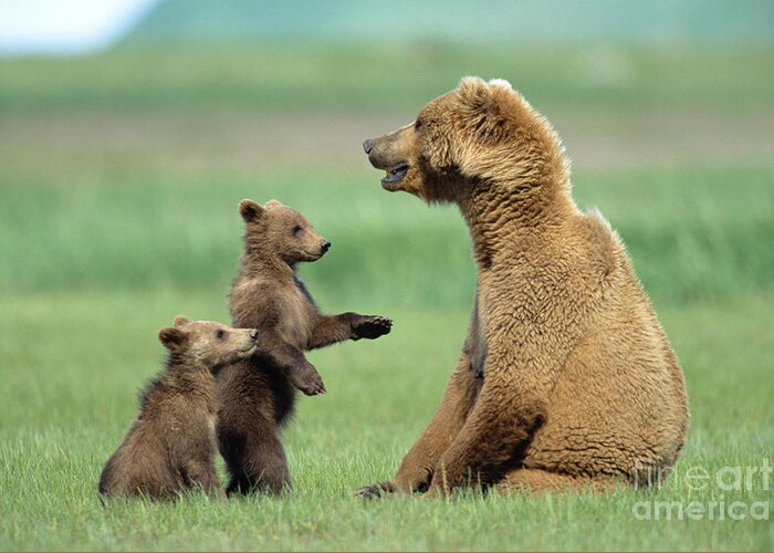 00345262 Greeting Card featuring the photograph Grizzly Cubs with Mother by Yva Momatiuk and John Eastcott
