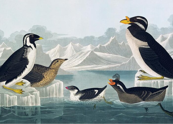 Illustration Greeting Card featuring the photograph Group Of Auks And Auklets by Natural History Museum, London/science Photo Library