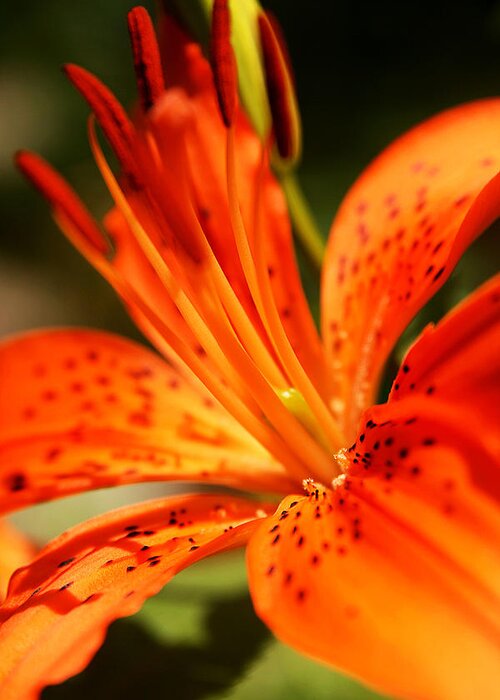 Flower Greeting Card featuring the photograph Growing Flame by Kim Lagerhem