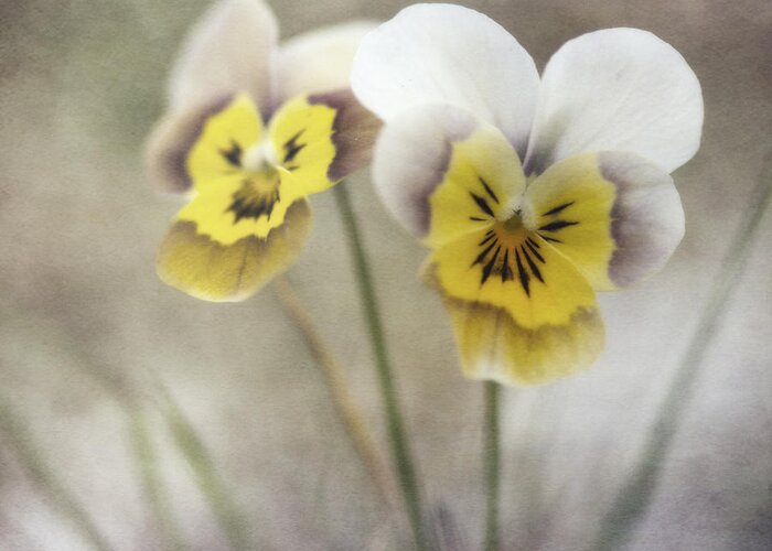 Pansy Greeting Card featuring the photograph Growing Wild by Priska Wettstein