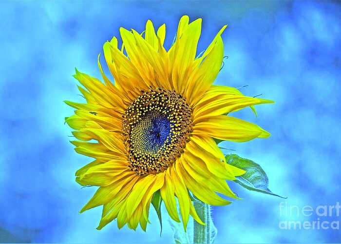 Sunflower Greeting Card featuring the photograph Growth Renewal and Transformation by Gwyn Newcombe